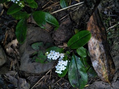 Trigonotis formosana