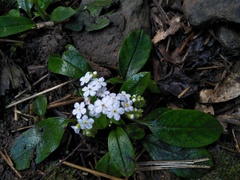 Trigonotis formosana