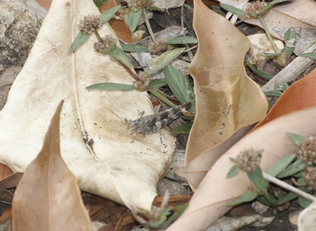 Lactista pellepidus