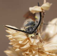 Radumeris tasmaniensis