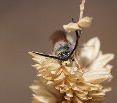 Radumeris tasmaniensis