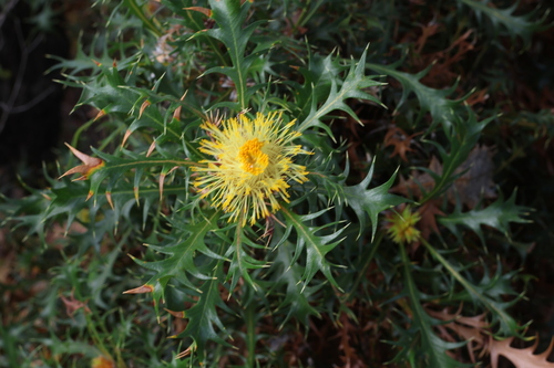 Image of Banksia falcata by (c) Greg Tasney, some rights reserved (CC BY-SA)