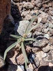 Plantago amplexicaulis