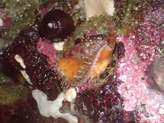 Placiphorella velata