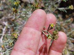 Pteropyrum scoparium