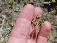 Pteropyrum scoparium