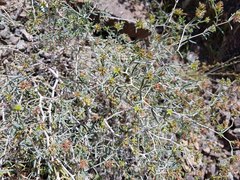 Pteropyrum scoparium