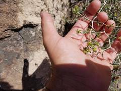 Pteropyrum scoparium