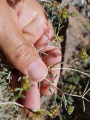 Pteropyrum scoparium