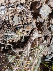 Pteropyrum scoparium