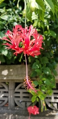 Hibiscus schizopetalus