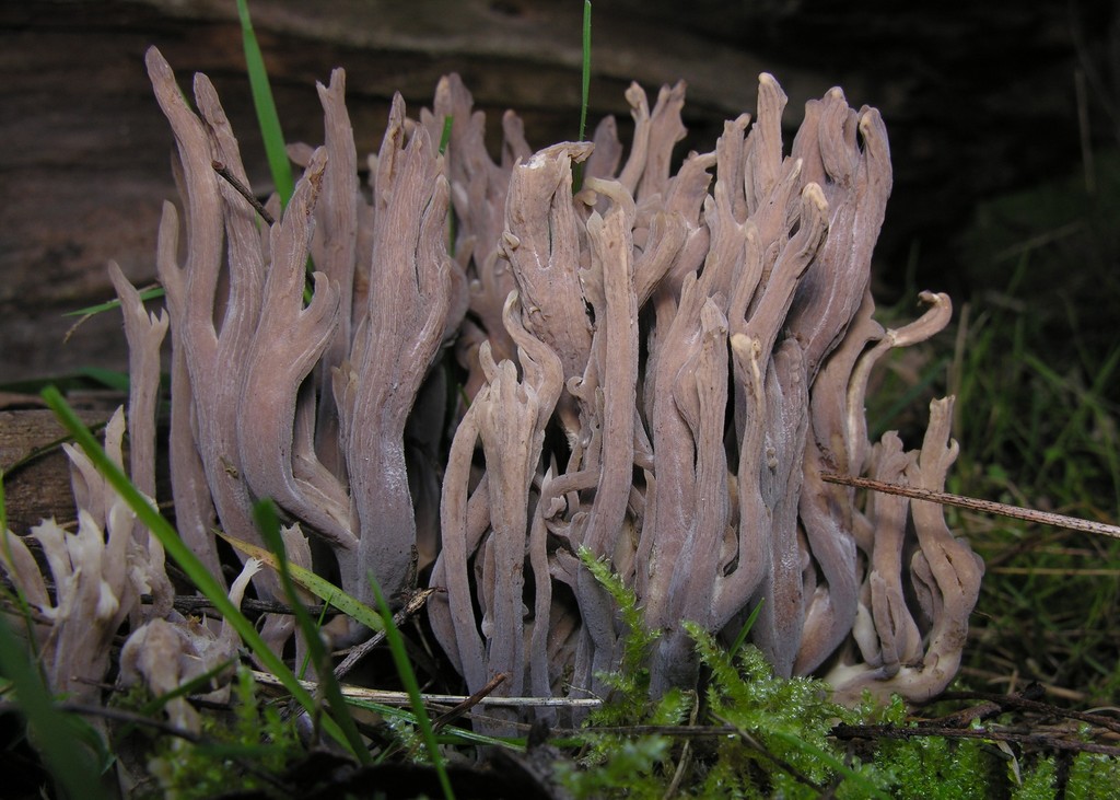Clavulina tasmanica