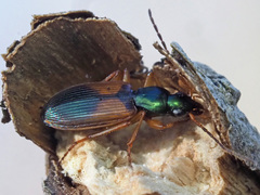 Anchomenus dorsalis