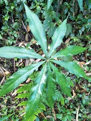 Arisaema formosanum