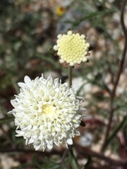 Chaenactis fremontii