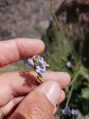 Lavandula subnuda