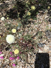 Chaenactis fremontii