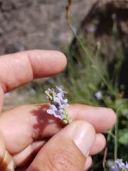Lavandula subnuda