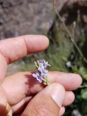 Lavandula subnuda