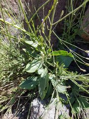 Lavandula subnuda