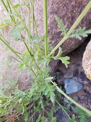 Lavandula subnuda