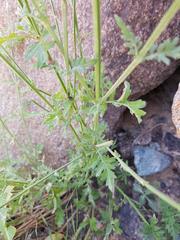 Lavandula subnuda