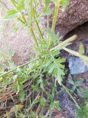 Lavandula subnuda