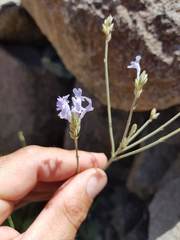 Lavandula subnuda