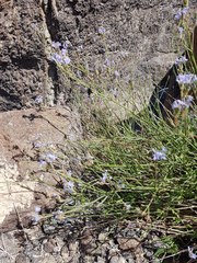 Lavandula subnuda