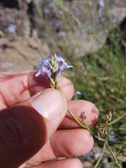 Lavandula subnuda