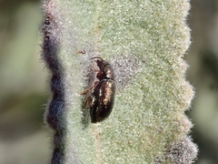 Hemiglyptus basalis