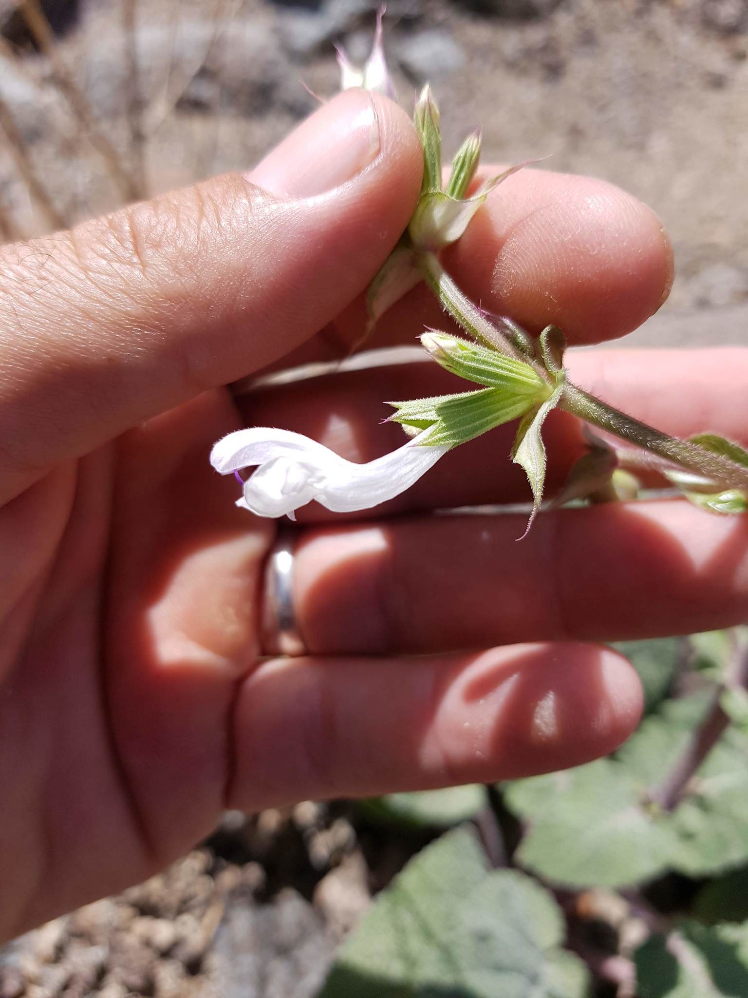 Salvia spinosa