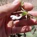 Salvia spinosa - Photo (c) John Pereira, alguns direitos reservados (CC BY-NC), uploaded by John Pereira