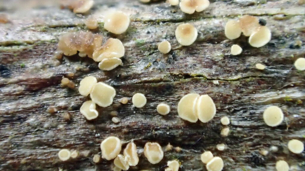 Hymenoscyphus humuli