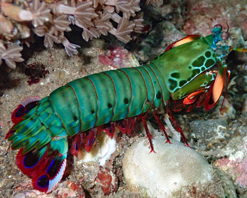 Photo of Peacock mantis shrimp (Odontodactylus scyllarus)