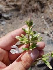 Salvia spinosa