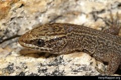Xantusia vigilis