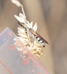 Radumeris tasmaniensis