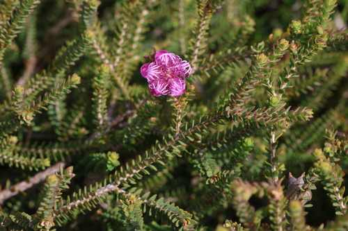 Image of Melaleuca pulchella by (c) Greg Tasney, some rights reserved (CC BY-SA)