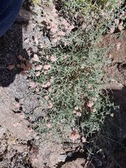 Plocama hymenostephana