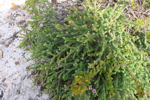 Image of Melaleuca pulchella by (c) Greg Tasney, some rights reserved (CC BY-SA)