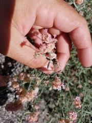 Plocama hymenostephana