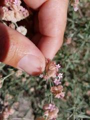 Plocama hymenostephana