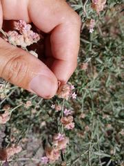 Plocama hymenostephana