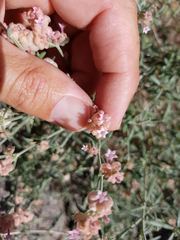 Plocama hymenostephana