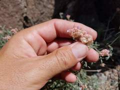 Plocama hymenostephana