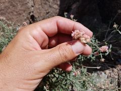 Plocama hymenostephana