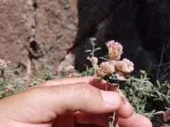 Plocama hymenostephana