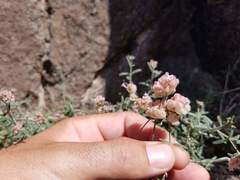 Plocama hymenostephana