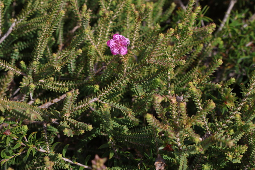 Image of Melaleuca pulchella by (c) Greg Tasney, some rights reserved (CC BY-SA)